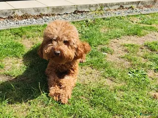 Kruising honden Dwergpoedels puppy's 🥰 - Advertentie 1