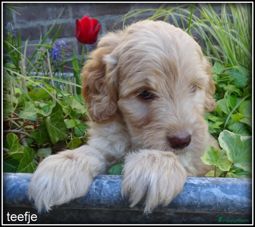 Labradoodle honden te koop: Labradoodle medium pups - Advertentie 1