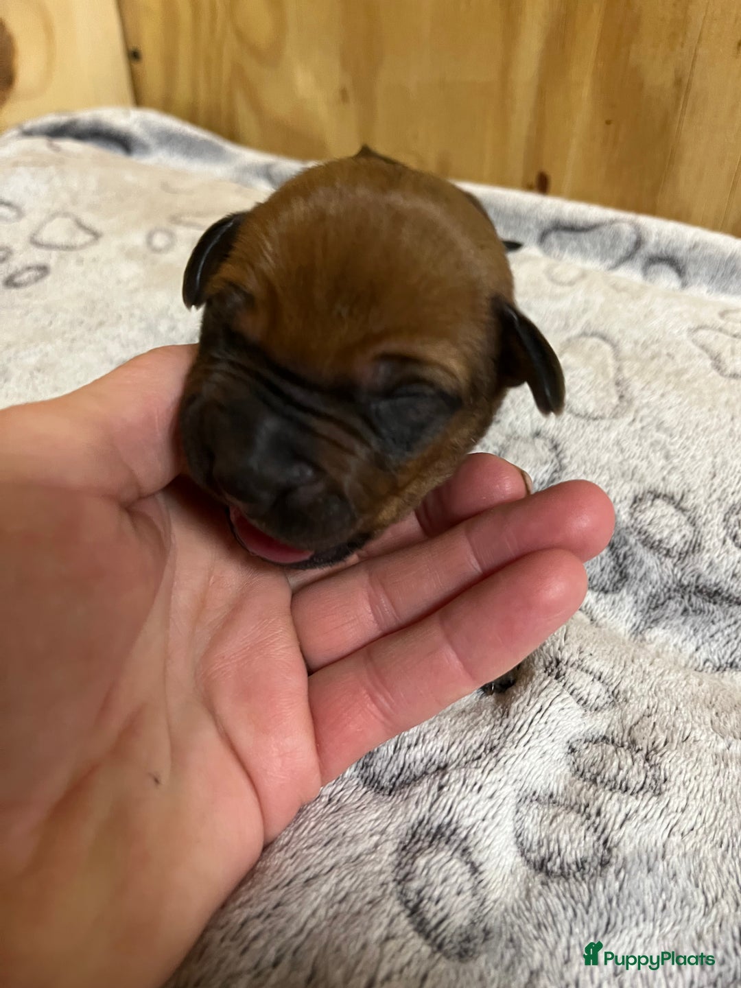 Rhodesian Ridgeback honden te koop: Rhodesian Ridgeback 7 reutjes geboren - Advertentie 15