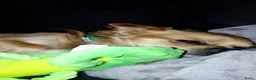 Kruising honden te koop: Kiwi zoekt een gouden mandje  - Advertentie 9