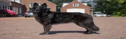 Kruising honden te koop: Nestaankondiging zwitserse witte herder outcross  - Advertentie 7