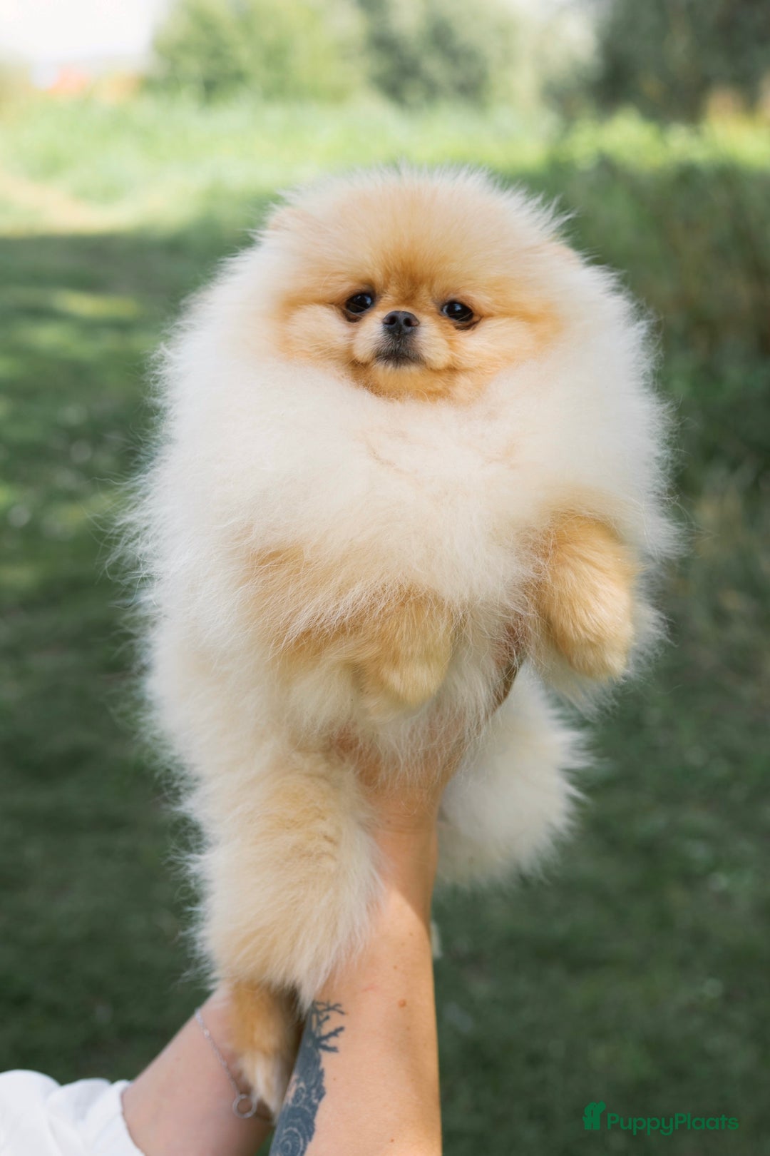 Pomeriaan honden te koop: Pomeranian❤️ - Afbeelding 3