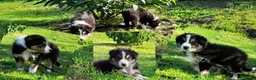 Border Collie honden te koop: Prachtige, Border Collie pups, 100% raszuiver! - Advertentie 2