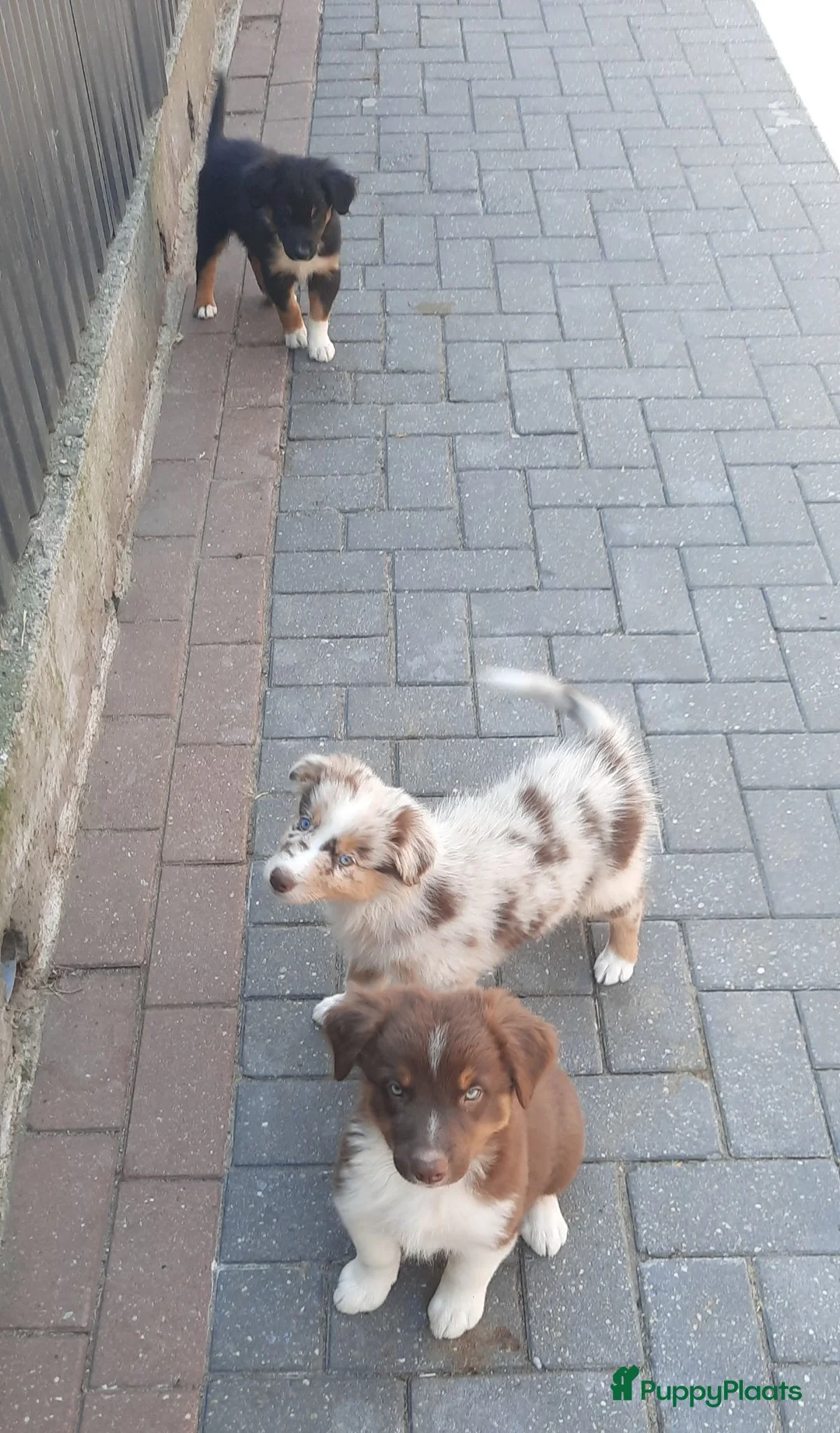 Kruising honden te koop: Border collie Australian shepherd mix puppies - Advertentie 2