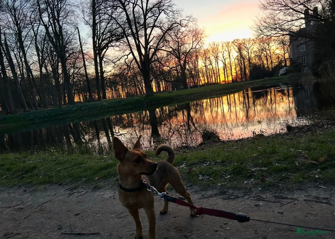 Jack Russel Terriër honden te koop: Prachtige Jack Russel pups te koop in Putten - Advertentie 6