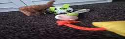Poedel Toy honden te koop: Ieniemienie teefje 🌸💜 - Advertentie 4