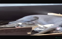 American Staffordshire Terriër honden ter dekking: Unieke Ervaren Amerikaanse Stafford bleu dekreu  in Gemert - Afbeelding 12