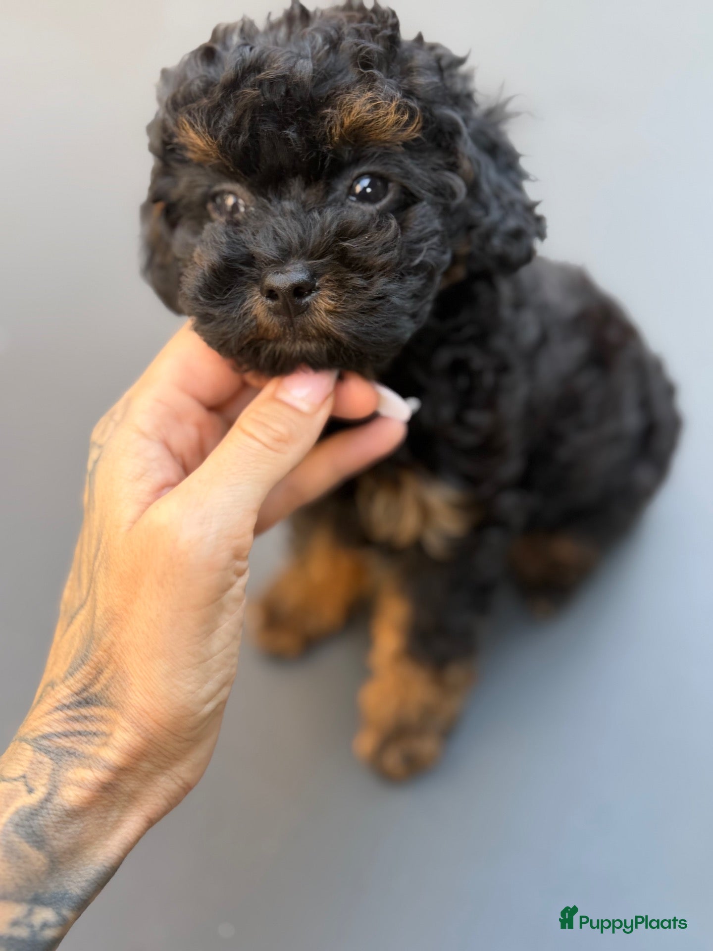 Poedel Toy honden Black&Tan/ phantom toy poedel teefje - Advertentie 3