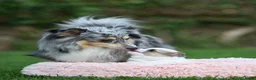 Kruising honden te koop: Eerste familiale nestje Poshie pups - Advertentie 1