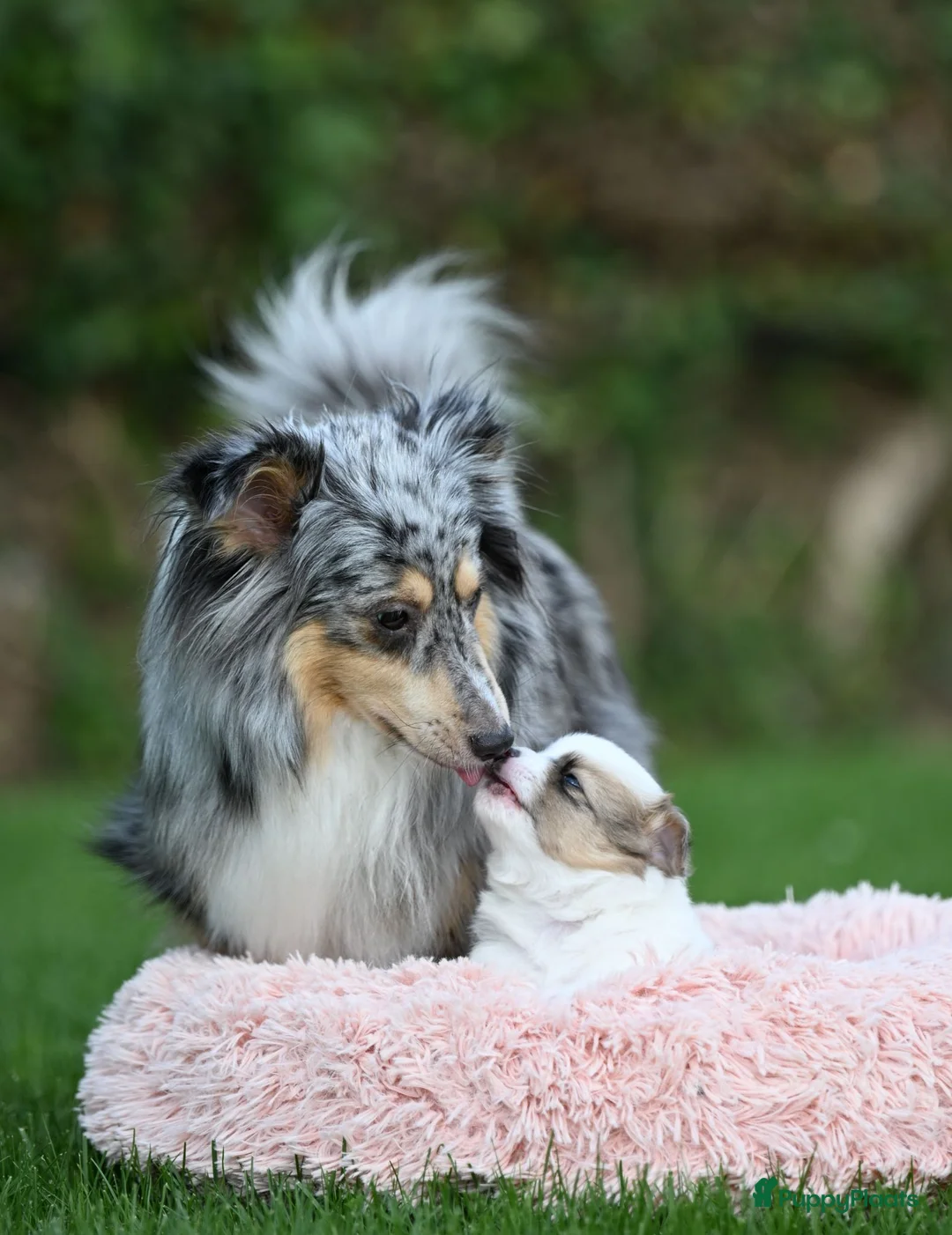 Kruising honden te koop: Eerste familiale nestje Poshie pups - Advertentie 1