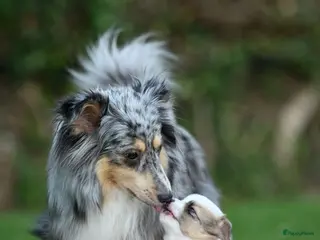 Kruising honden Eerste familiale nestje Poshie pups - Advertentie 6