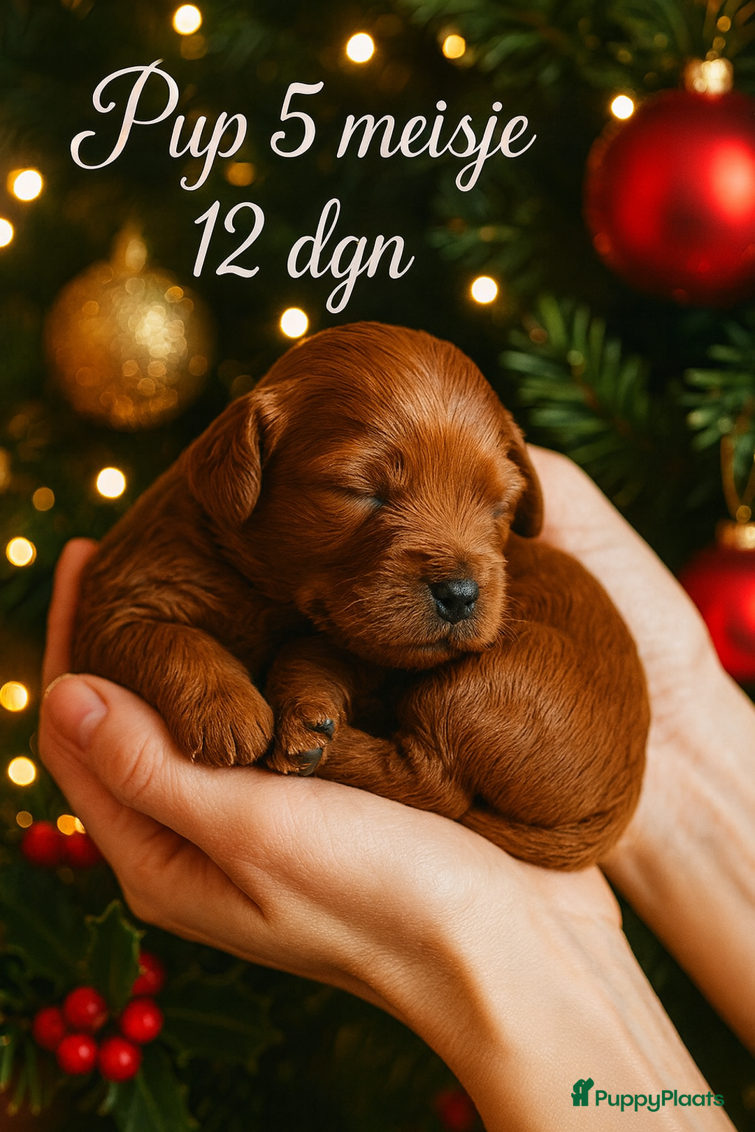 Labradoodle honden te koop: Labradoodle pups multigen super mooi❤️ - Advertentie 4