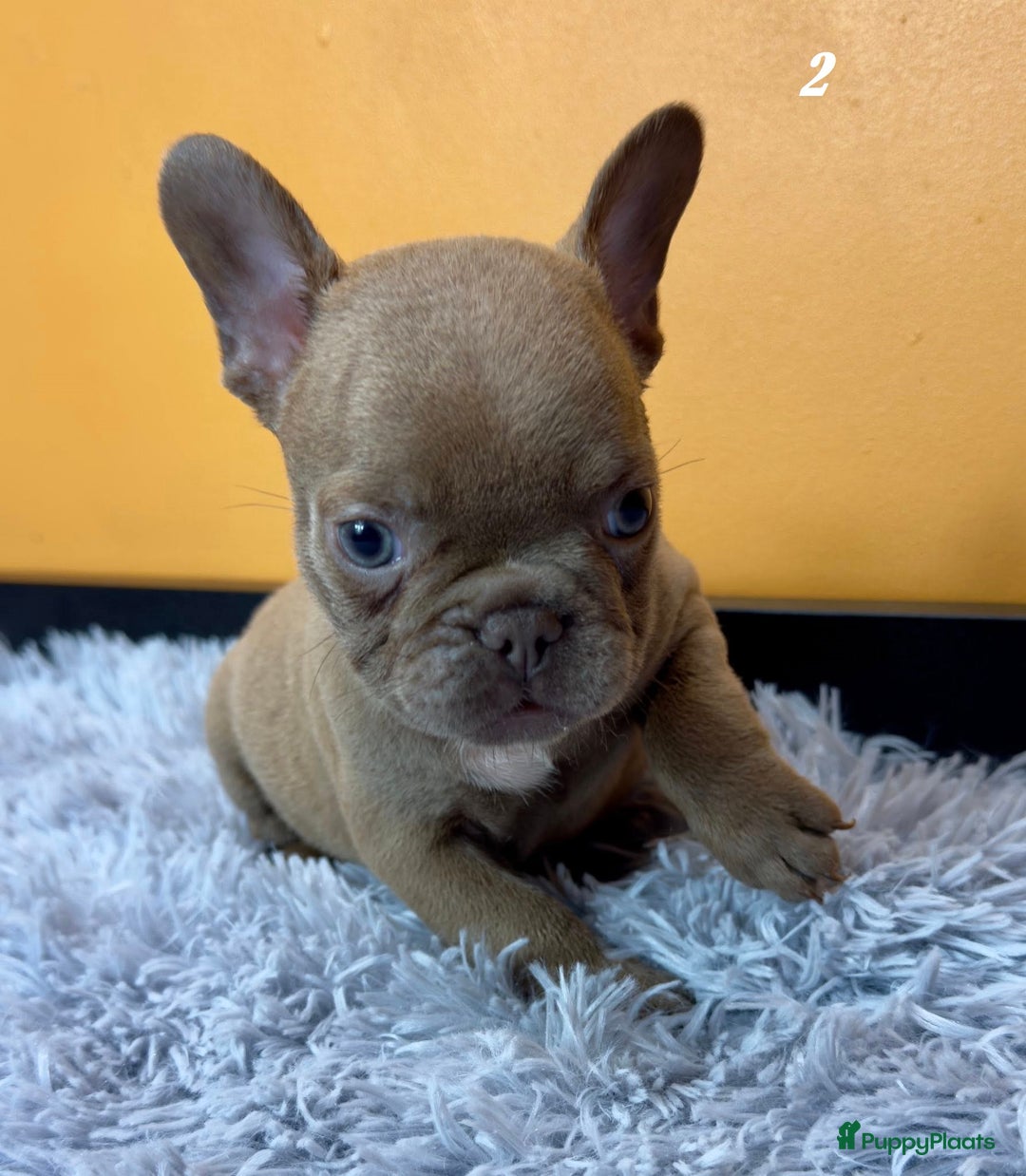 Franse Bulldog honden te koop: Franse bulldog pups - Advertentie 5