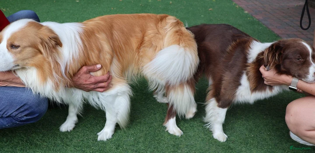 Border Collie honden te koop: Border collie pups met FCI stamboom - Advertentie 5