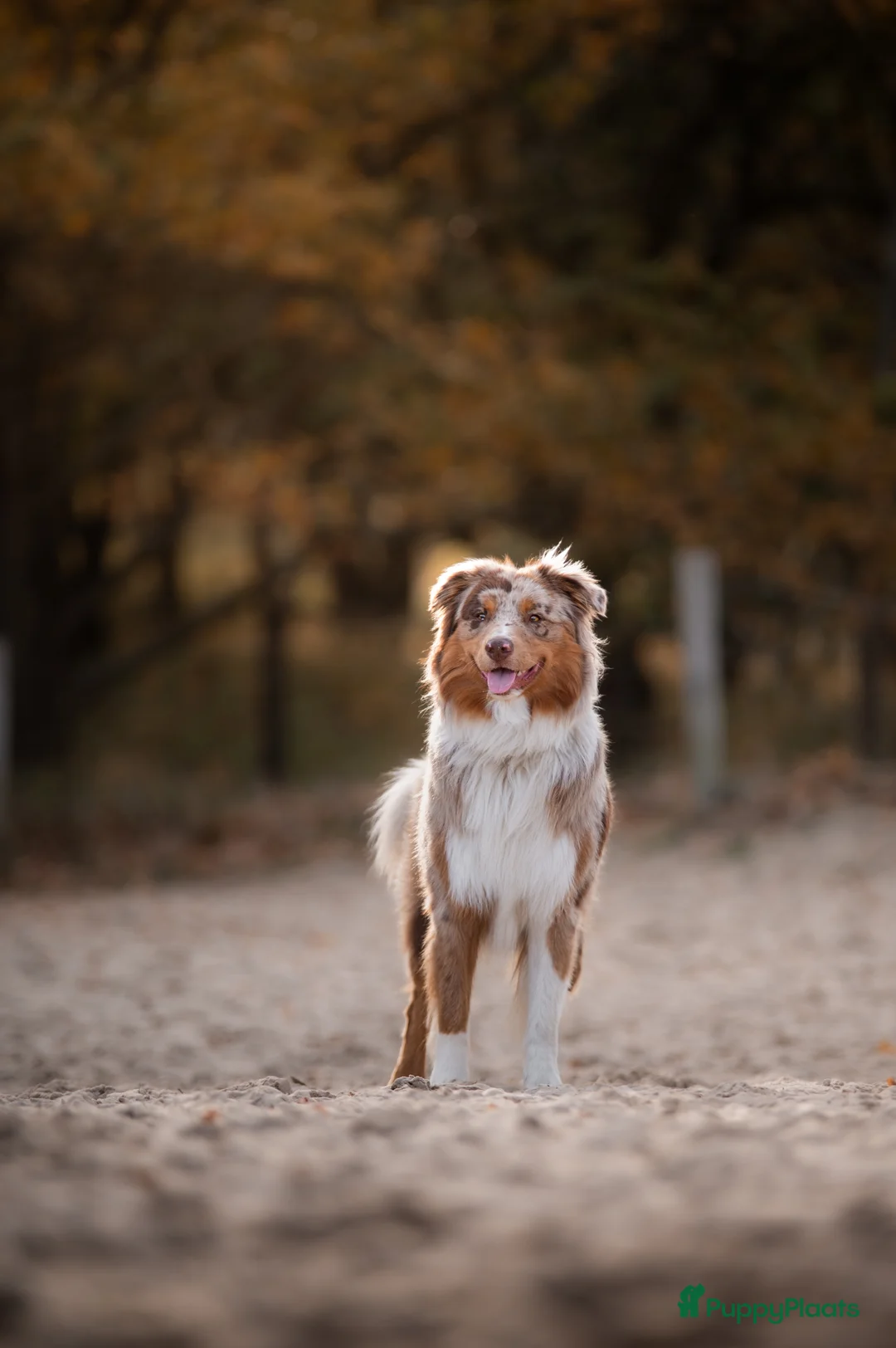 Australian Shepherd honden ter dekking: Merle Australian Shepherd Dekreu - Advertentie 1