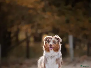 Australian Shepherd honden Merle Australian Shepherd Dekreu - Advertentie 2