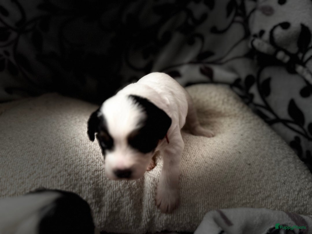 Kruising honden te koop: Kruising Maltipoo/ boomer nog 1 beschikbaar - Advertentie 14