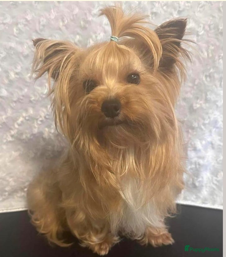 Yorkshire Terriër honden Diverse dek reutjes  in Kerkrade - Advertentie 9