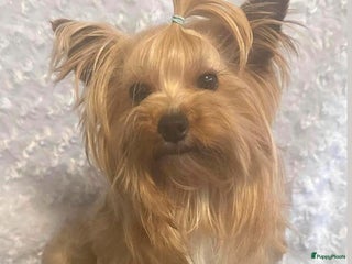 Yorkshire Terriër honden Diverse dek reutjes in Kerkrade - Advertentie 4