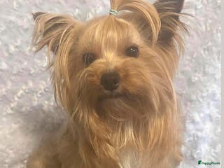 Yorkshire Terriër honden Diverse dek reutjes in Kerkrade - Advertentie 1