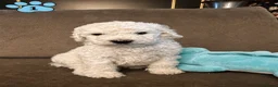 Poedel honden te koop: Koningspoedel grote poedel pups MOGEN NU WEG - Advertentie 10