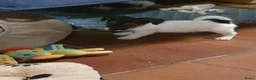 Jack Russel Terriër honden te koop: Nog 3"bandietjes" zoeken gezellig huis. Laagbenig  - Advertentie 22