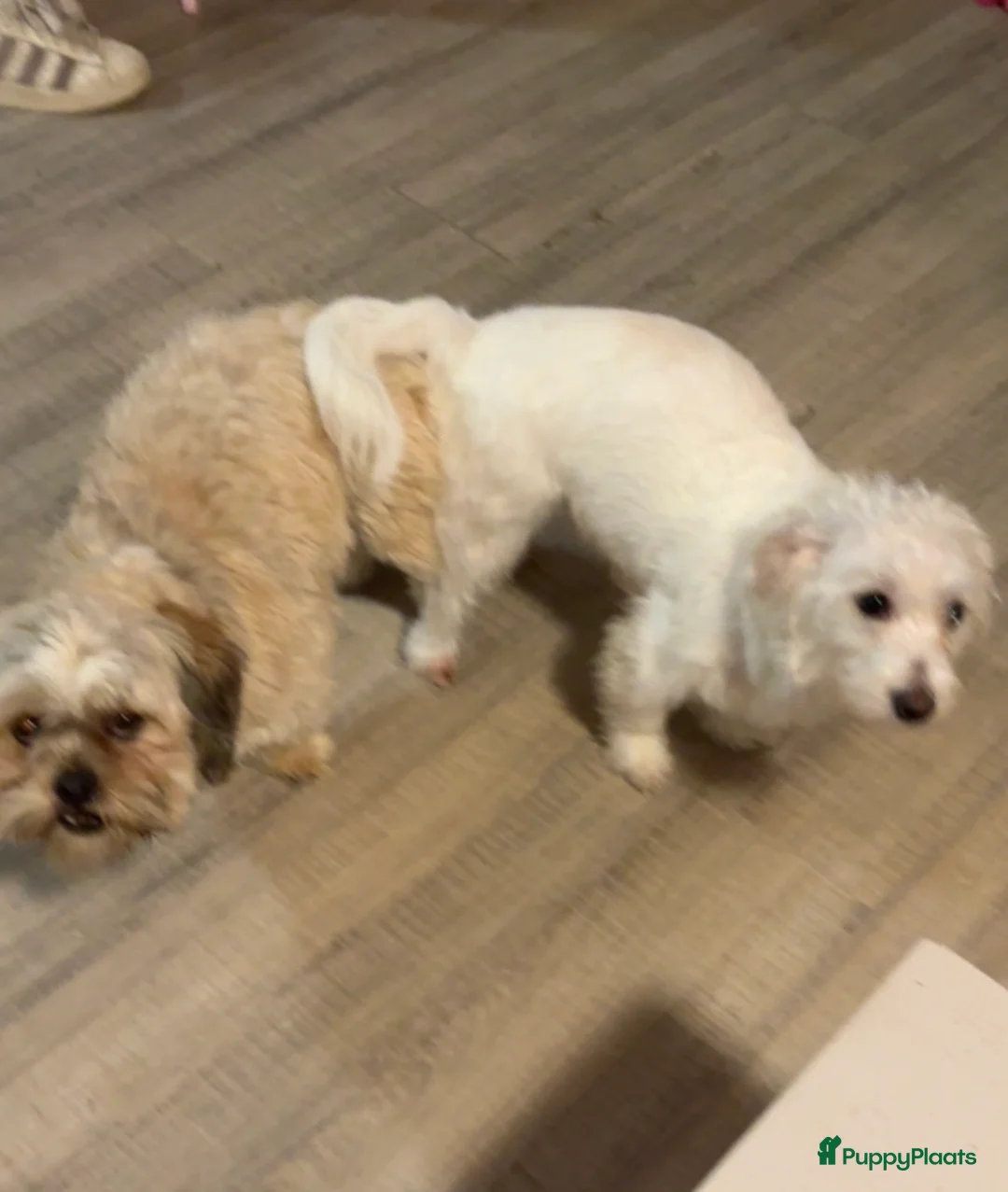 Kruising honden ter dekking: Boomer Ter dekking mooie reu - Advertentie 4