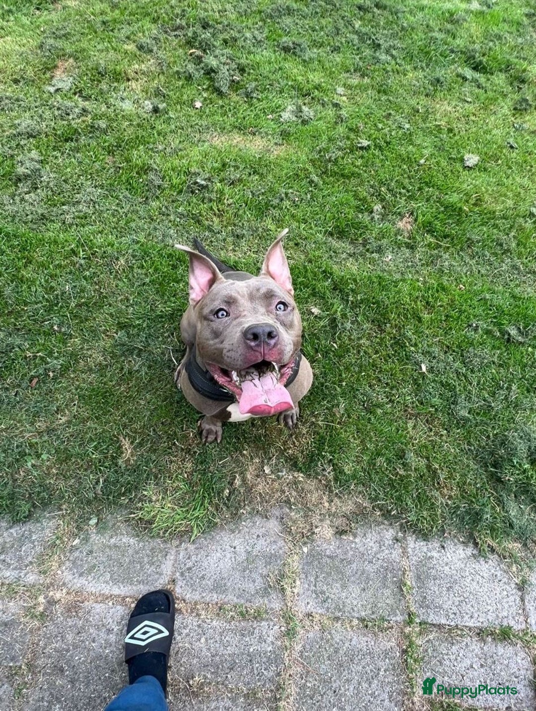 Amerikaanse Bully honden te koop: Amerikaanse bully xl  - Advertentie 13