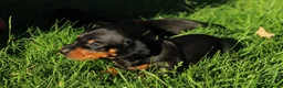 Teckel (korthaar)  honden te koop: Mooie teckel pups black en tan - Advertentie 6