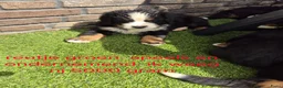 Berner Sennenhond honden te koop: Berner sennen reutje gereserveerd - Advertentie 6
