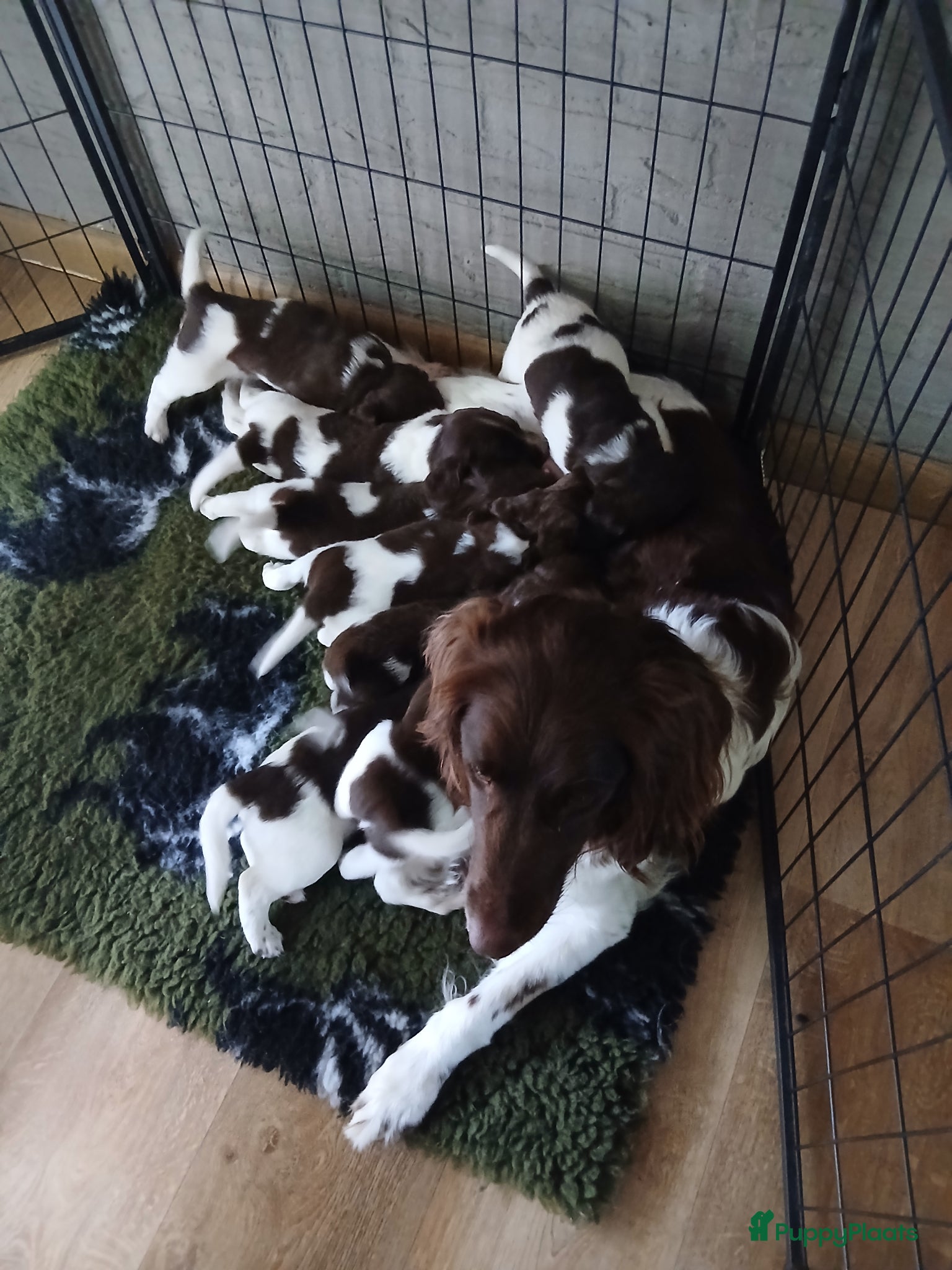Heidewachtel honden Heidewachtel pups, nog 1 reutje beschikbaar  - Advertentie 13