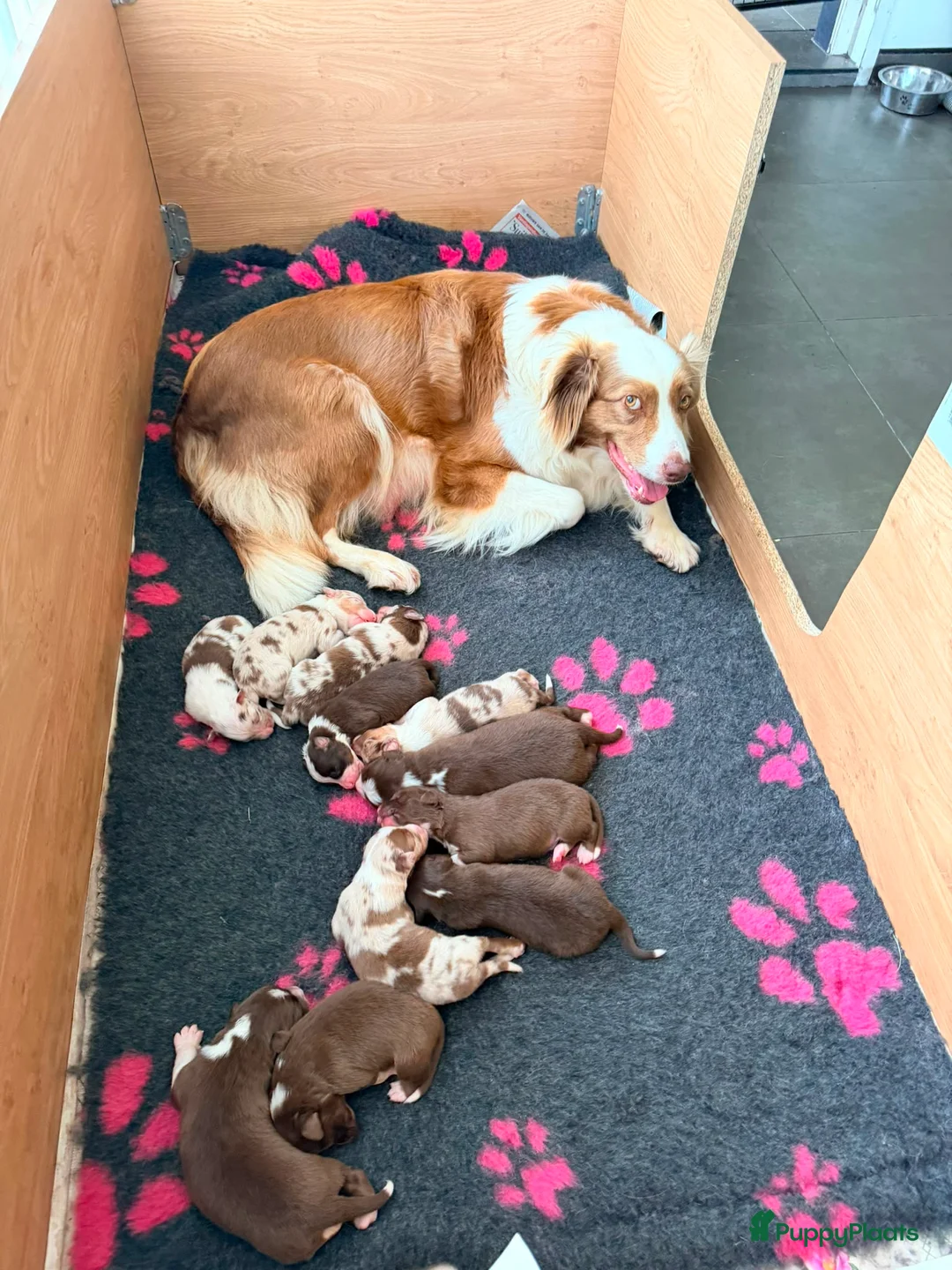 Australian Shepherd honden te koop: Mooie Australian Shepherd pups - Advertentie 15