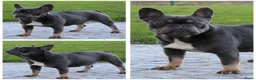 Franse Bulldog honden te koop: Franse Bulldog pups - Advertentie 27