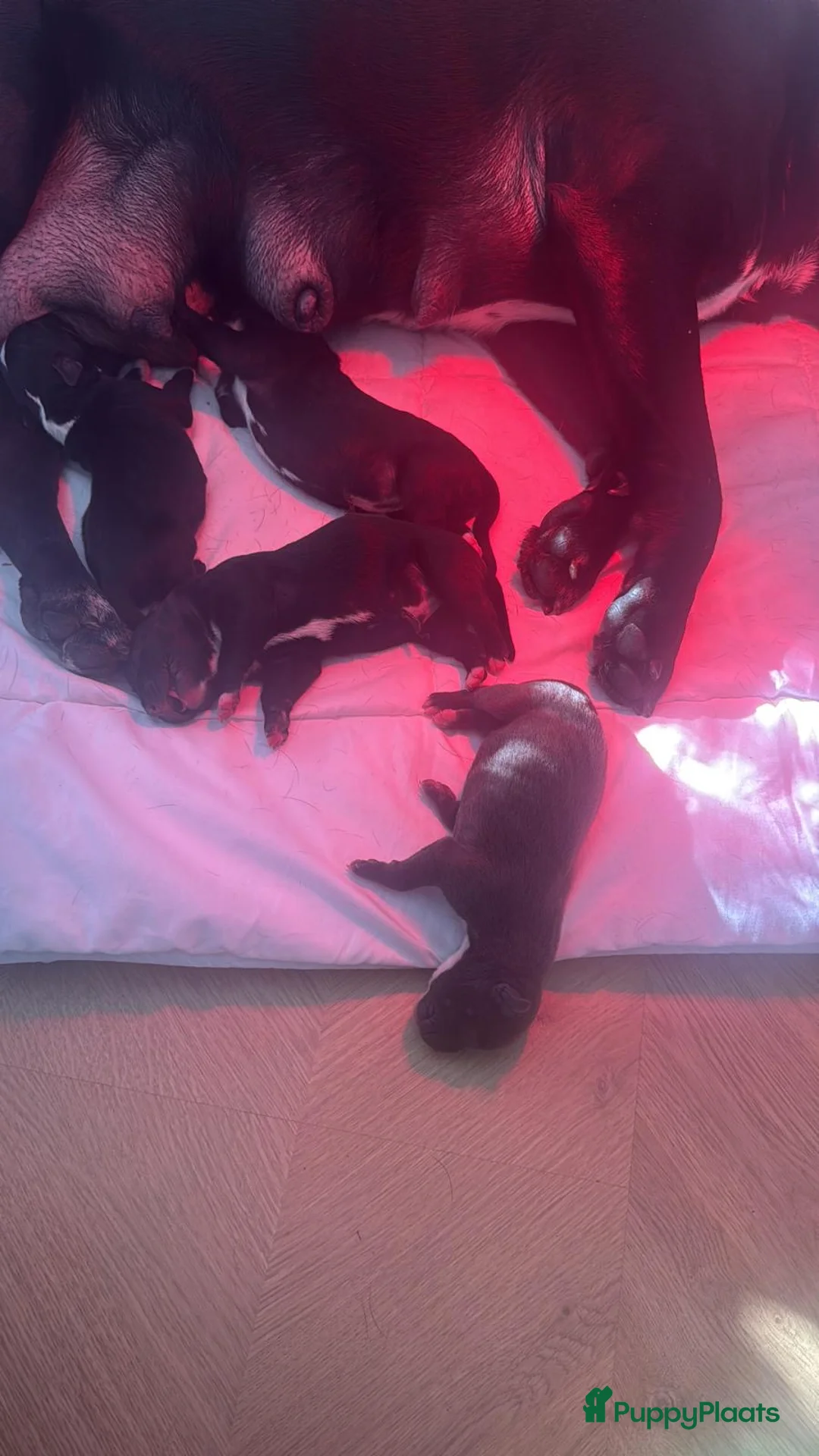Kruising honden te koop: Cane corso x Pitbull Puppy’s  - Advertentie 9