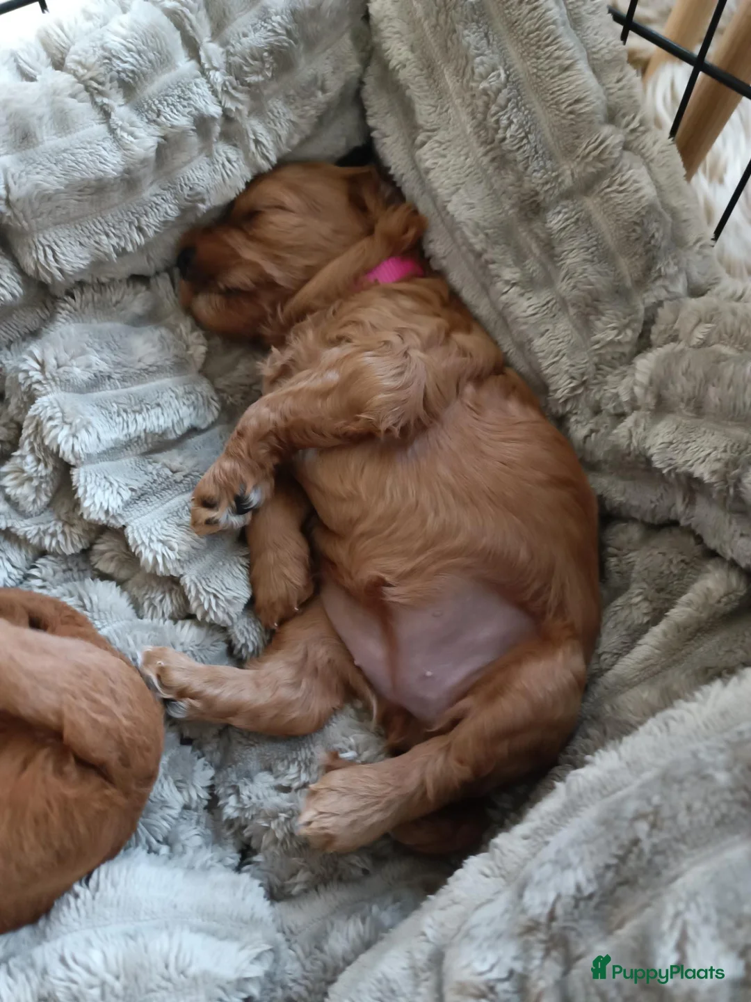 Labradoodle honden te koop: Mini Labradoodle pups - Advertentie 9