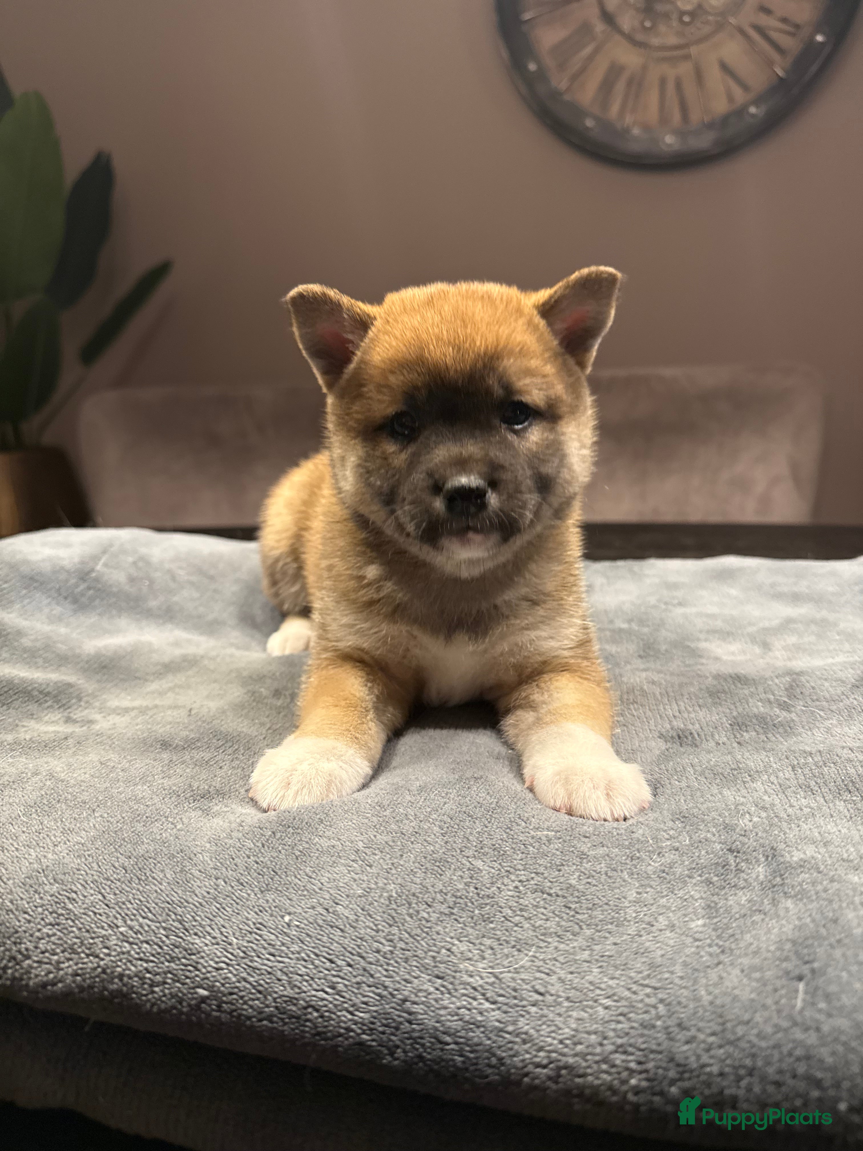 Shiba honden Shiba inu pups - Advertentie 2