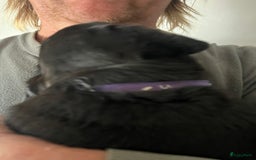 Rottweiler honden te koop: Prachtige super knappe puppy’s  in Haps - Afbeelding 15