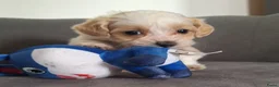 Maltipoo honden te koop: maltipoo reutje  - Advertentie 1