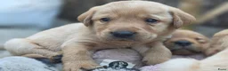 Labrador Retriever honden te koop: Super leuke labrador pups! - Advertentie 13