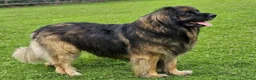 Kruising honden te koop: Pup Newfoundlander x Leonberger reutje - Advertentie 19