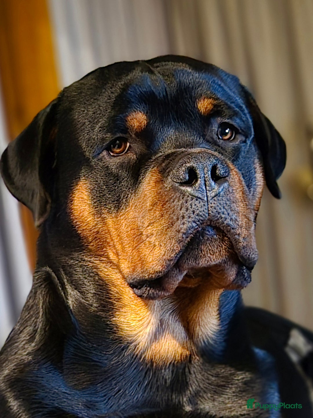 Rottweiler honden te koop: Eenmalig nestje Rottweilers - Advertentie 5
