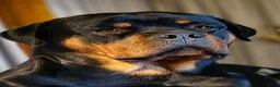 Rottweiler honden te koop: Eenmalig nestje Rottweilers VERKOCHT - Advertentie 5