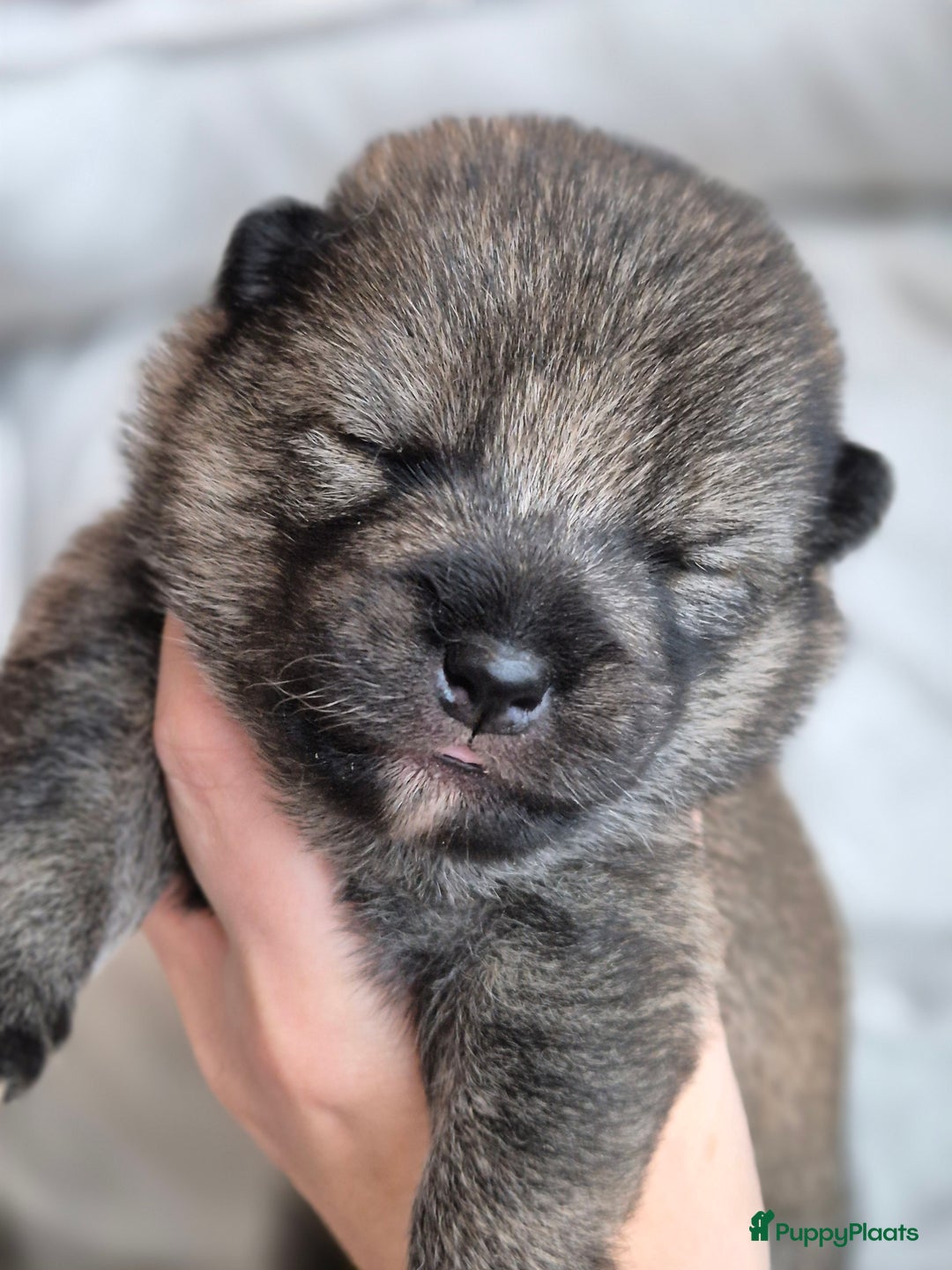 Kruising honden te koop: Prachtige Pomsky x Shiba pups - Advertentie 7