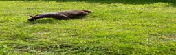 Kruising honden te koop: Kruising pup Bencie!! - Advertentie 7