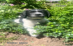 Labrador Retriever honden te koop: Mooie Pups Labrador/Duitsestaande Heidewachtel  - Afbeelding 1