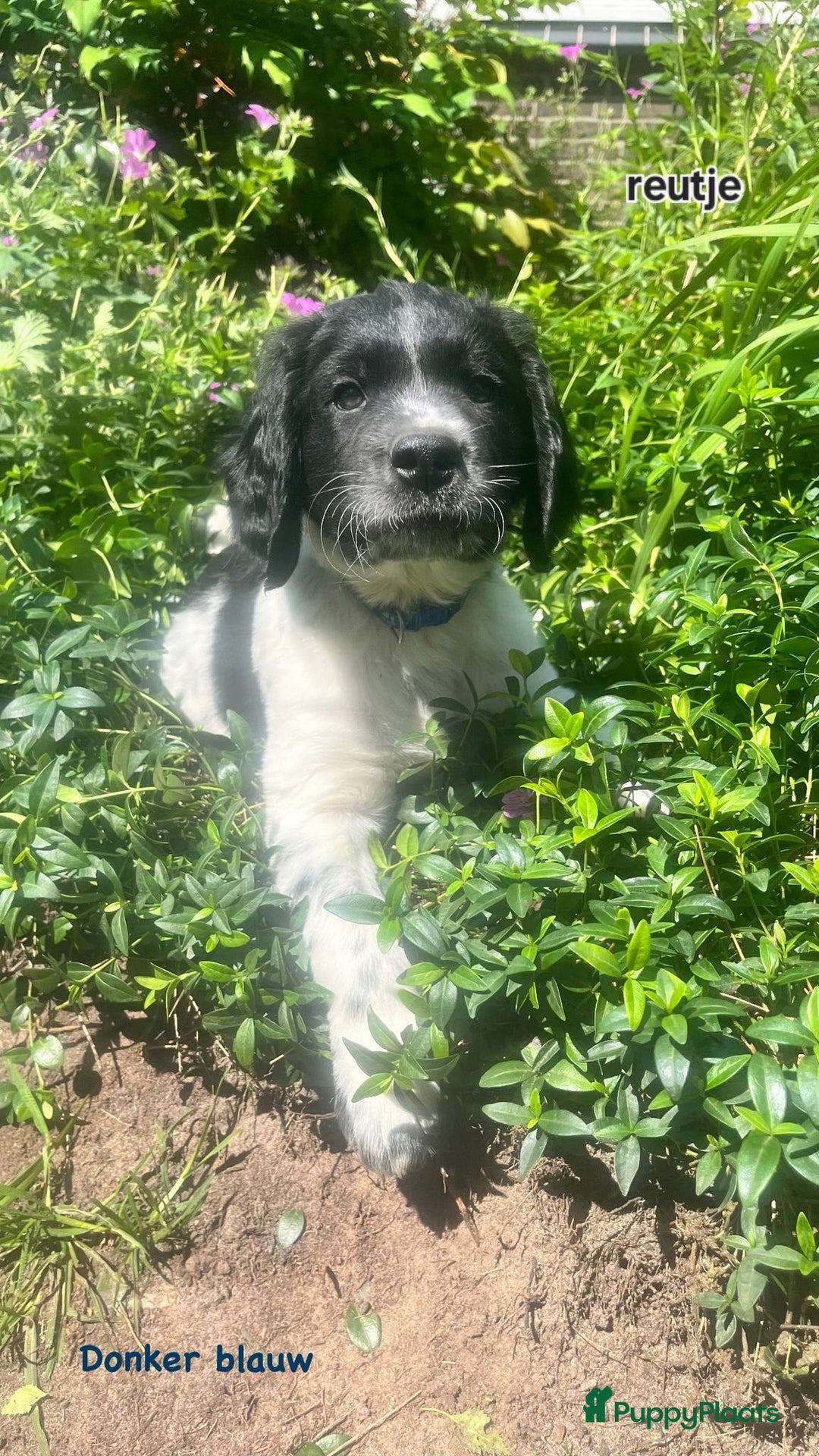 Labrador Retriever honden te koop: Mooie Pups Labrador/Duitsestaande Heidewachtel  - Afbeelding 1