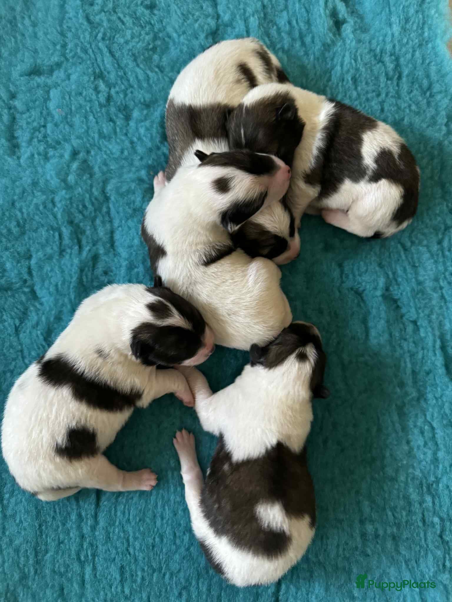 Thai Bangkaew Dog honden Thai Bangkaew Dog puppies - Advertentie 1