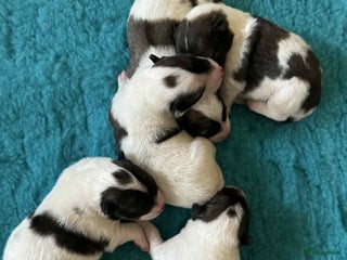 Thai Bangkaew Dog honden Thai Bangkaew Dog puppies - Advertentie 7