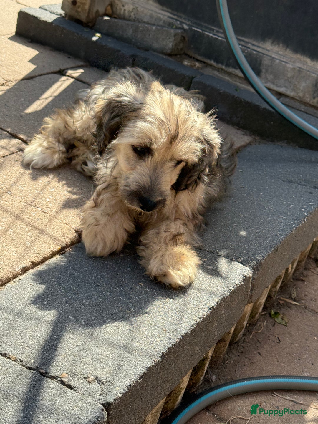 Chinese Naakthond honden te koop: Mooie powder puff jongen - Afbeelding 4