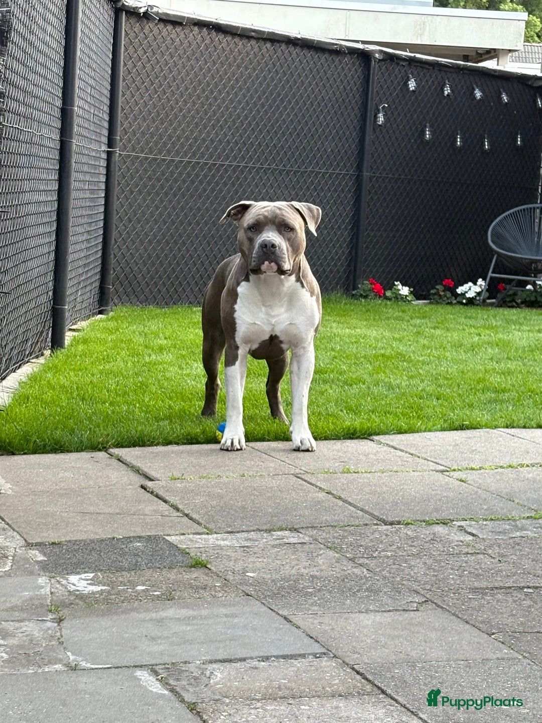 American Staffordshire Terriër honden ter dekking: Unieke Ervaren Amerikaanse Stafford bleu dekreu  in Gemert - Afbeelding 4